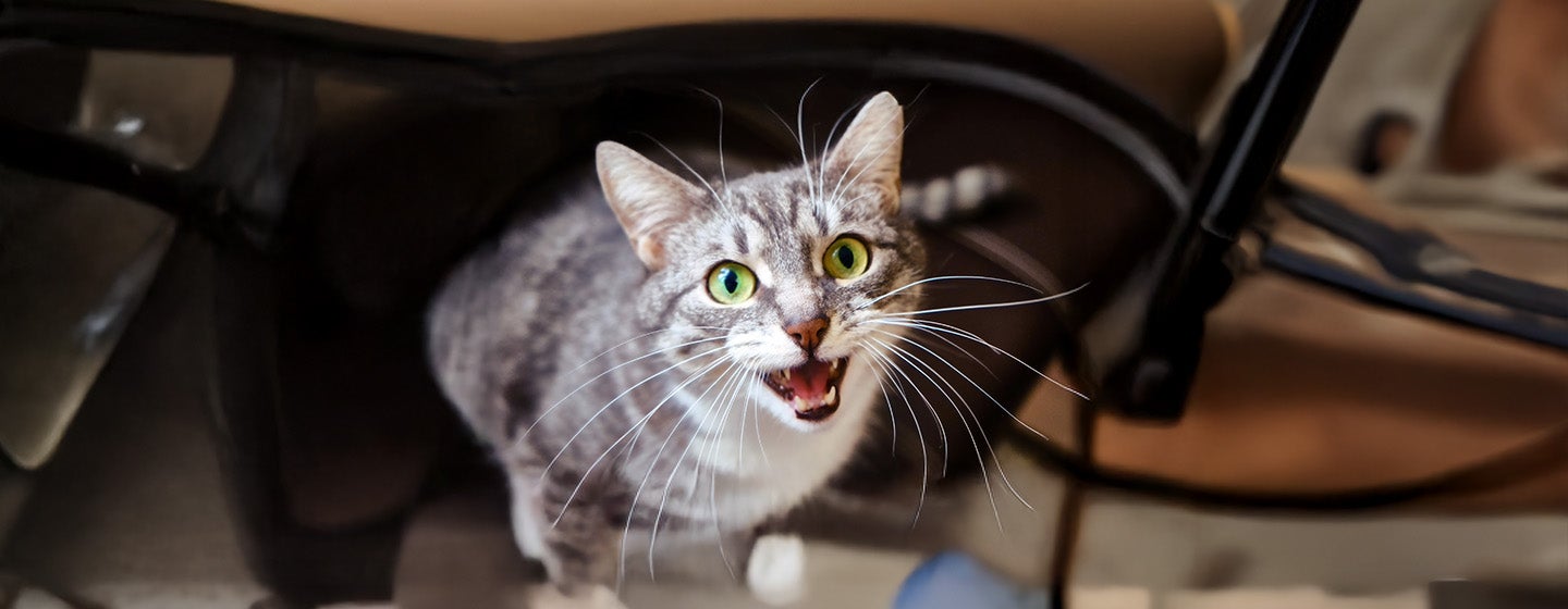 Why Do Cats Have Whiskers?