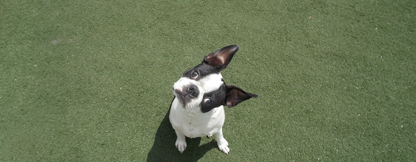 Why Do Dogs Tilt Their Heads