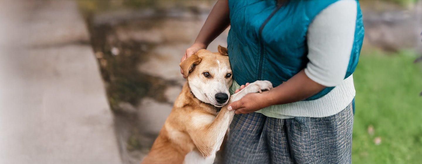 Why are dogs so loyal?