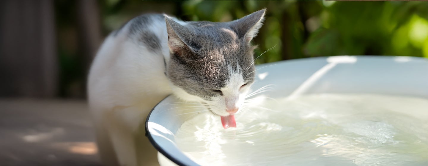 Why is your cat drinking lots of water