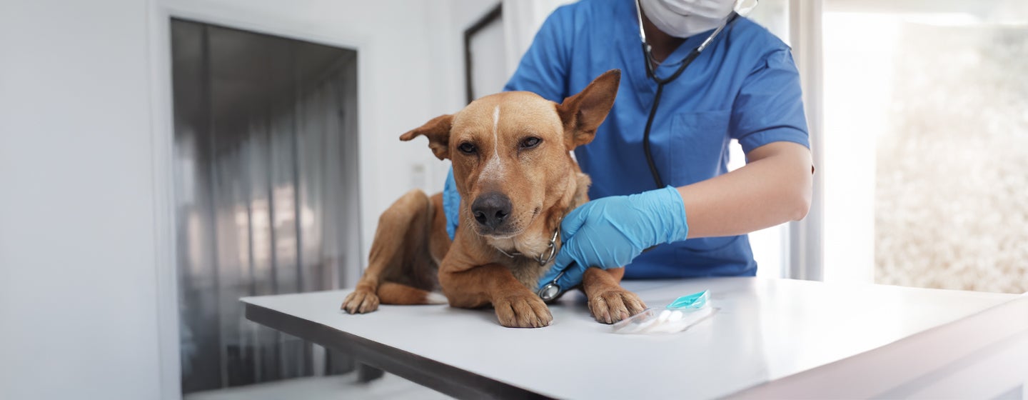 Yeast Infection in Dogs: Everything You Need to Know