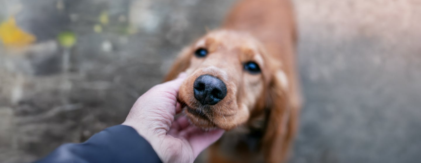 Is Your Dog’s Nose Dry? Here is What It Could Mean