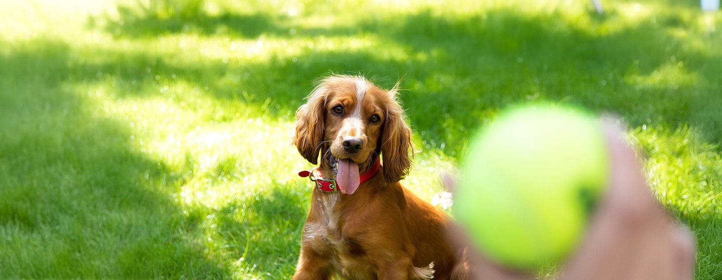 Puppy Adolescence - How to Get Through the Teenage Years