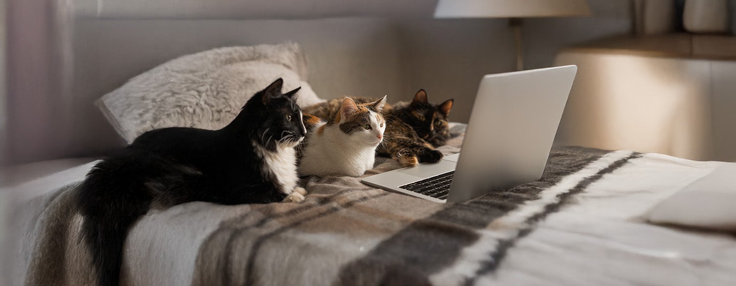 Videos for Cats to Watch