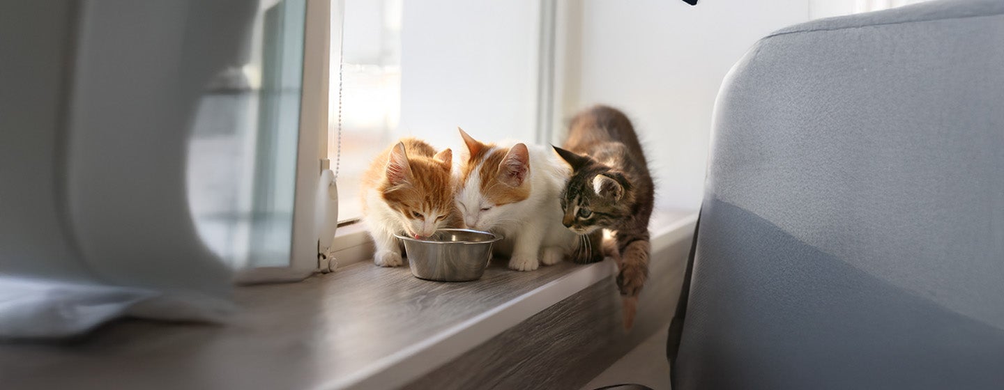 Wet or dry cat food?