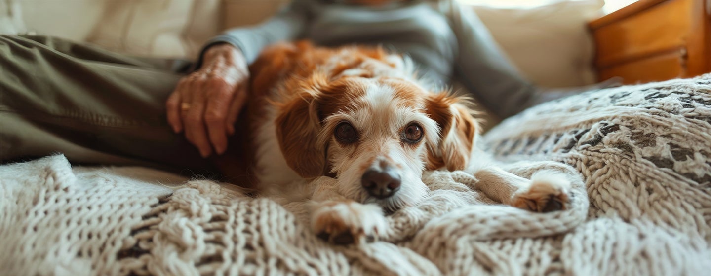 What is Cognitive Dysfunction in Dogs?