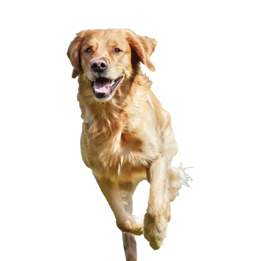 Supercoat mascot dog 