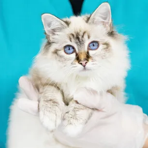 Cat First Aid
