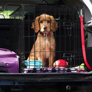 Puppy sitting inside a travel crate in the open trunk beside a purple suitcase