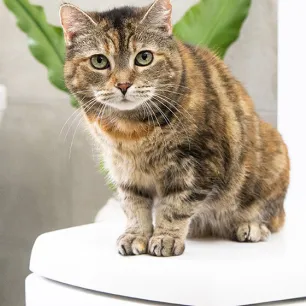 Bathing Cats: Everything You Need to Know