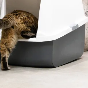 Blood in Cat Poo