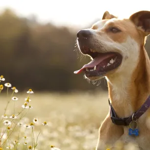 Dog Allergies Symptoms, Triggers and Treatment
