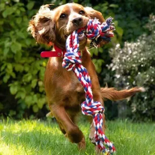 Garden Dog Toys