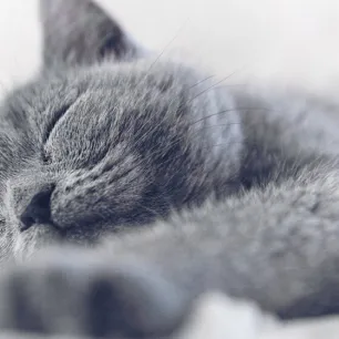 Sleeping Arrangements for a Kitten’s First Night