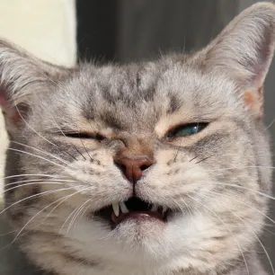 Why Is My Cat Sneezing
