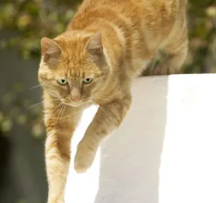 10 ways to encourage cat exercise