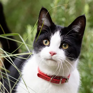 Black‑and‑white cat with a red collar standing among tall green plants