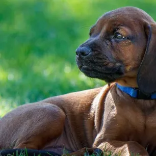 Worms in Dogs