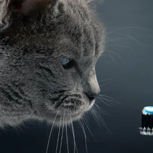 Cat Dental Care