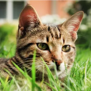 Diarrhoea in cats