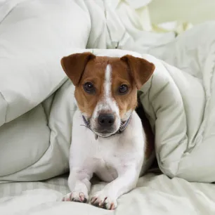 10 White Dog Breeds
