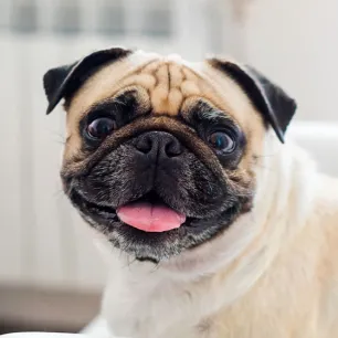 10 Wrinkly Dog Breeds You’ll Love Instantly