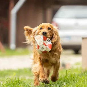 10 of the Most Energetic Dogs for Fitness Fanatic Owners