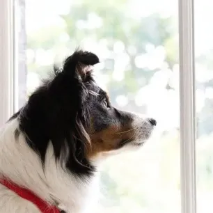 Dog Breeds That Can Be Left Alone