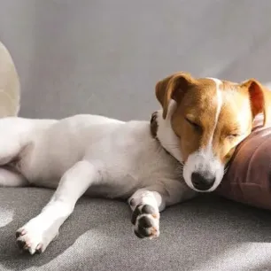 Dog Sleeping Positions What Do They Mean