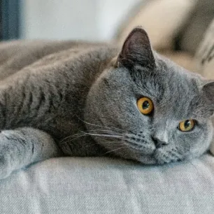 Short-haired Cat Breeds