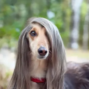 Long-Haired Dog Breeds