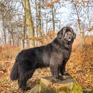 Giant Dog Breeds