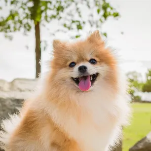 Small Fluffy Dog Breeds That Look Like Teddies
