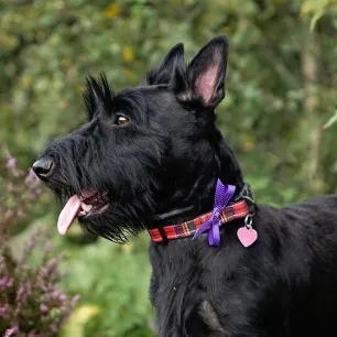 Scottish Dog Names