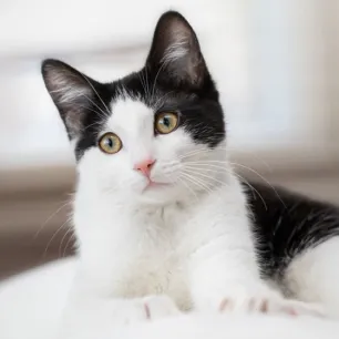Fabulous Black and White Cat Names For Your Feline