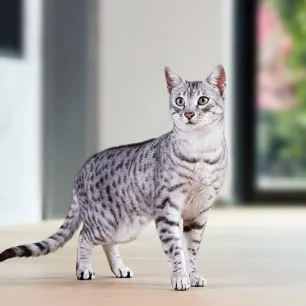 Egyptian Cat Breeds