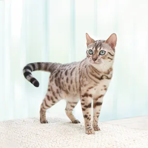 50 Bengal Cat Names