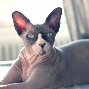 6 Hairless Cat Breeds