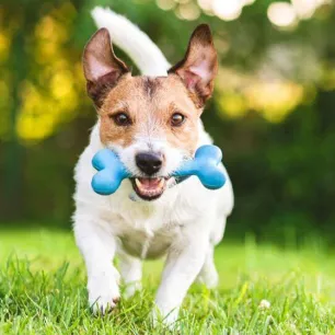 6 Home Remedies for Dogs that Every Owner Should Know About