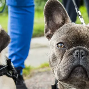 French Dog Breeds You’ll Want to Take Home