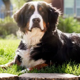 10 Mountain Dog Breeds
