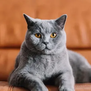 10 Amazing Grey Cat Names