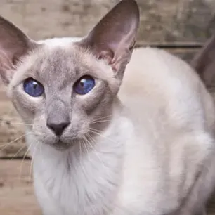 10 Cat Breeds with Big Ears