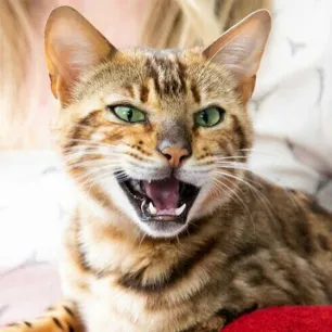 5 Hypoallergenic Dog Breeds