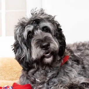 Big Fluffy Dog Breeds