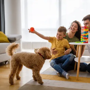 Indoor Games you can Play with Your Dog