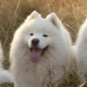 Russian Dog Breeds