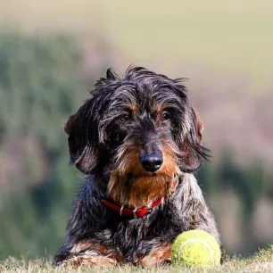 9 Wire-Haired Dog Breeds
