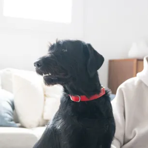 9 Best Dogs for Apartments