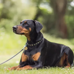 9 Black and Tan Dog Breeds